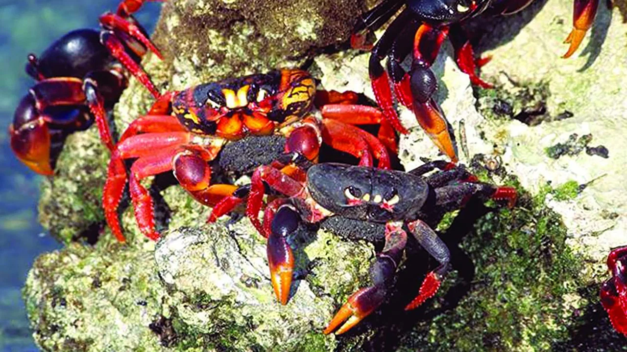Cuba: Wild Island of the Caribbean - 剧照