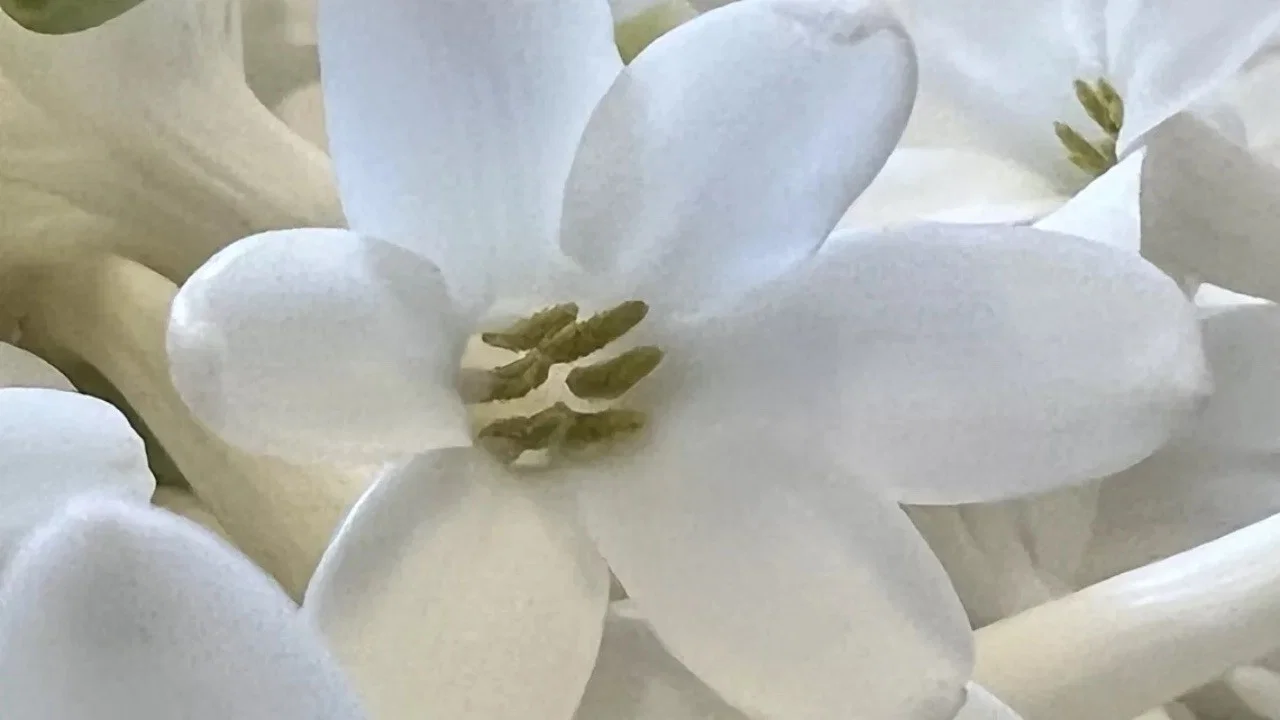 Fleurs &agrave; parfum, retour en Grasse - 剧照
