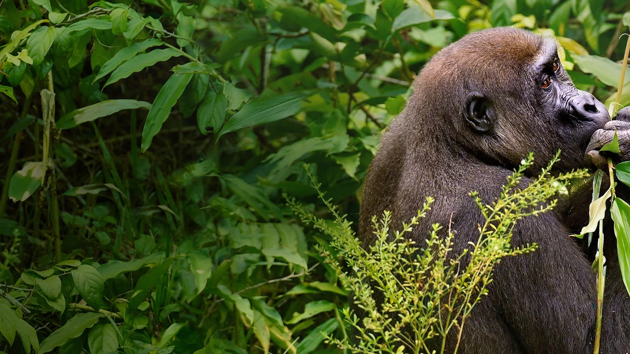 Gorillas Close Up - 剧照