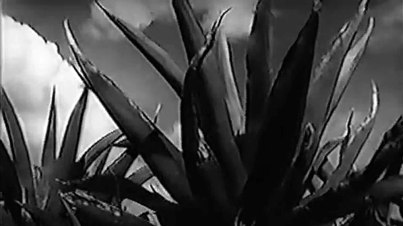 Magueyes - 剧照