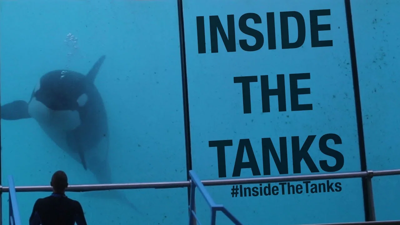 Inside the Tanks - 剧照