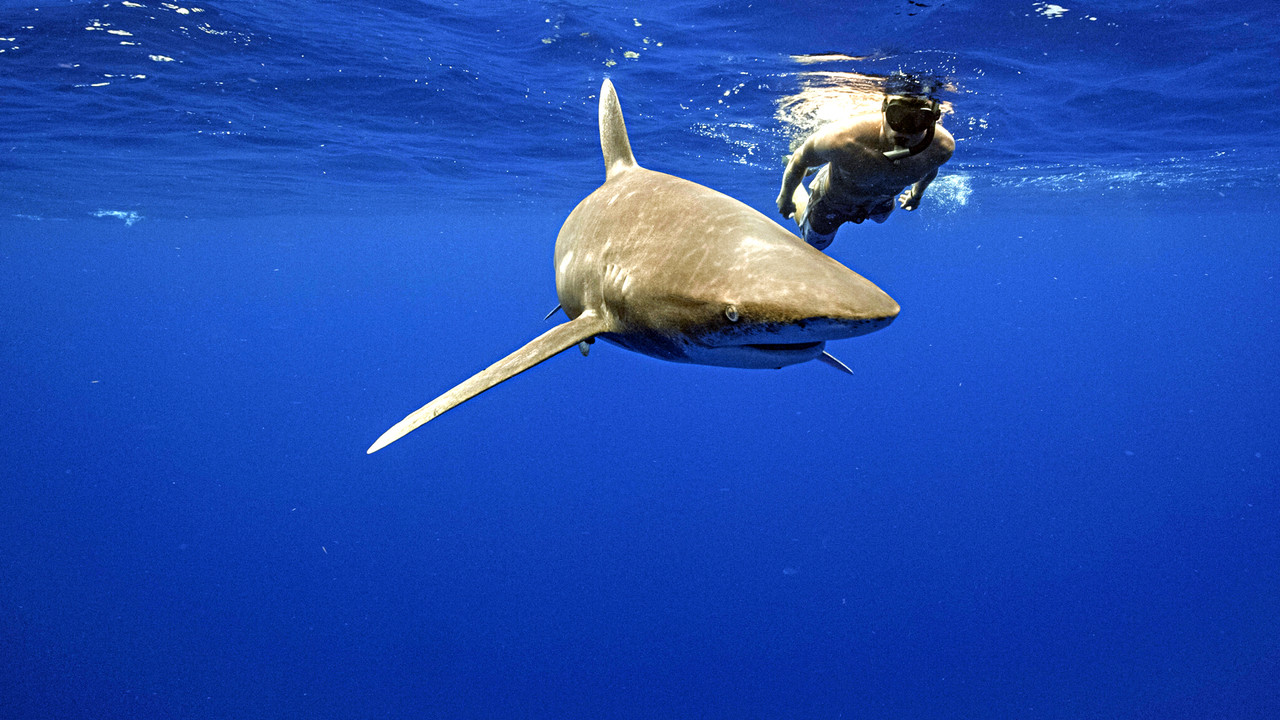 World's Most Dangerous Shark? - 剧照