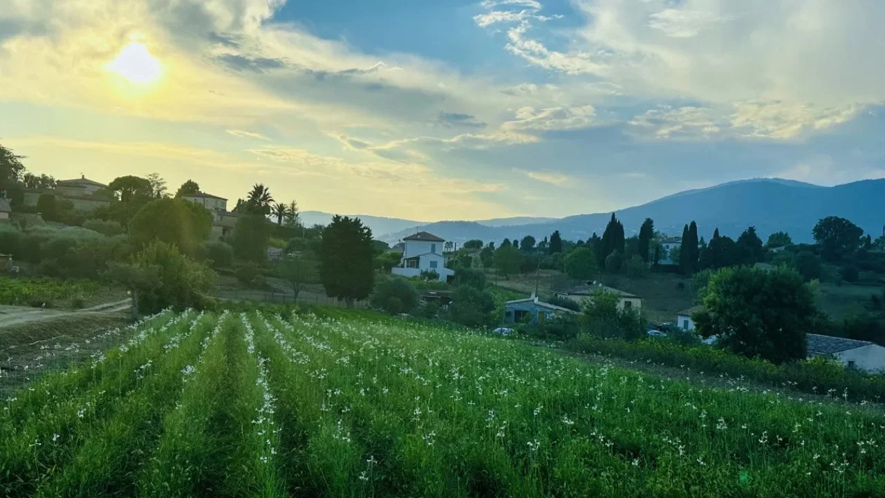 Fleurs &agrave; parfum, retour en Grasse - 剧照
