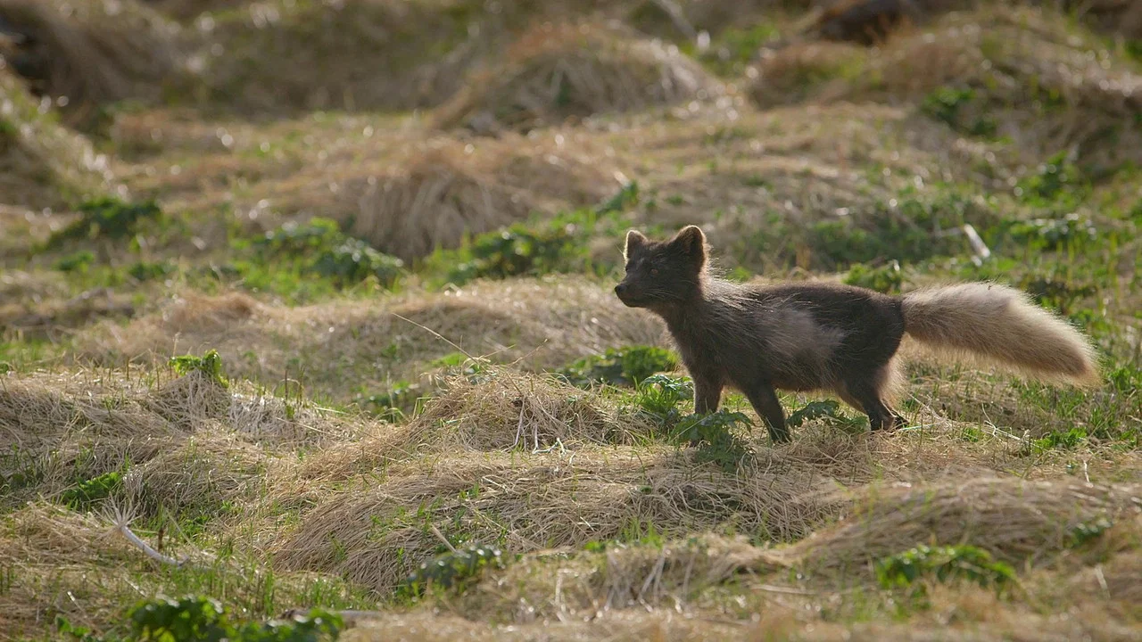 The Arctic Fox: Still Surviving - 剧照