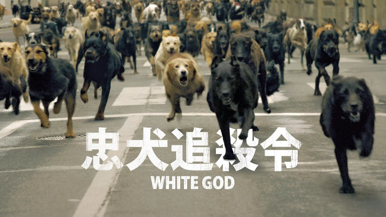 白色上帝 - 剧照