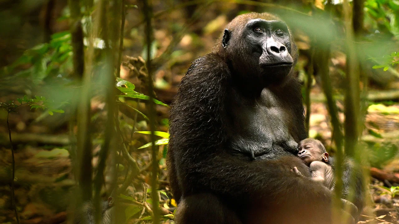 Gorillas Close Up - 剧照