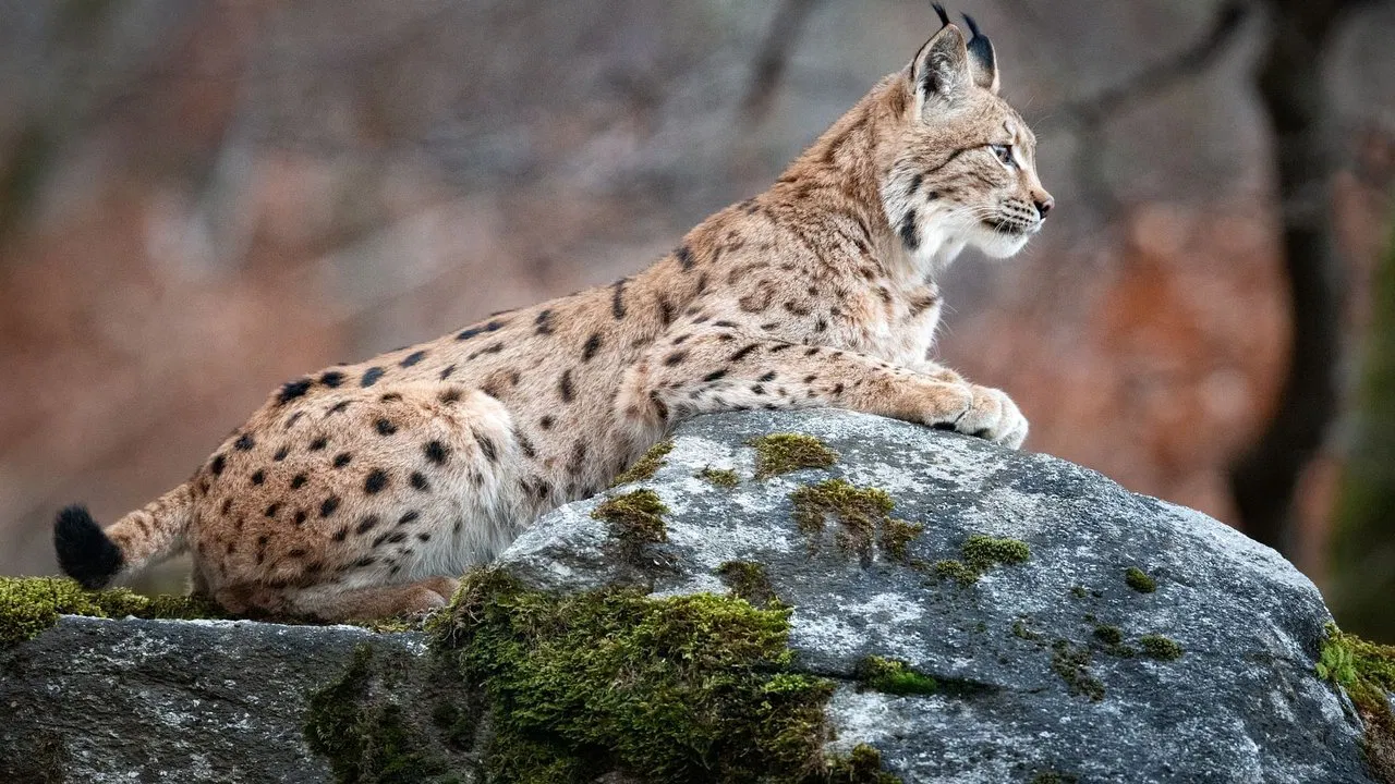 Sur la piste du lynx - 剧照
