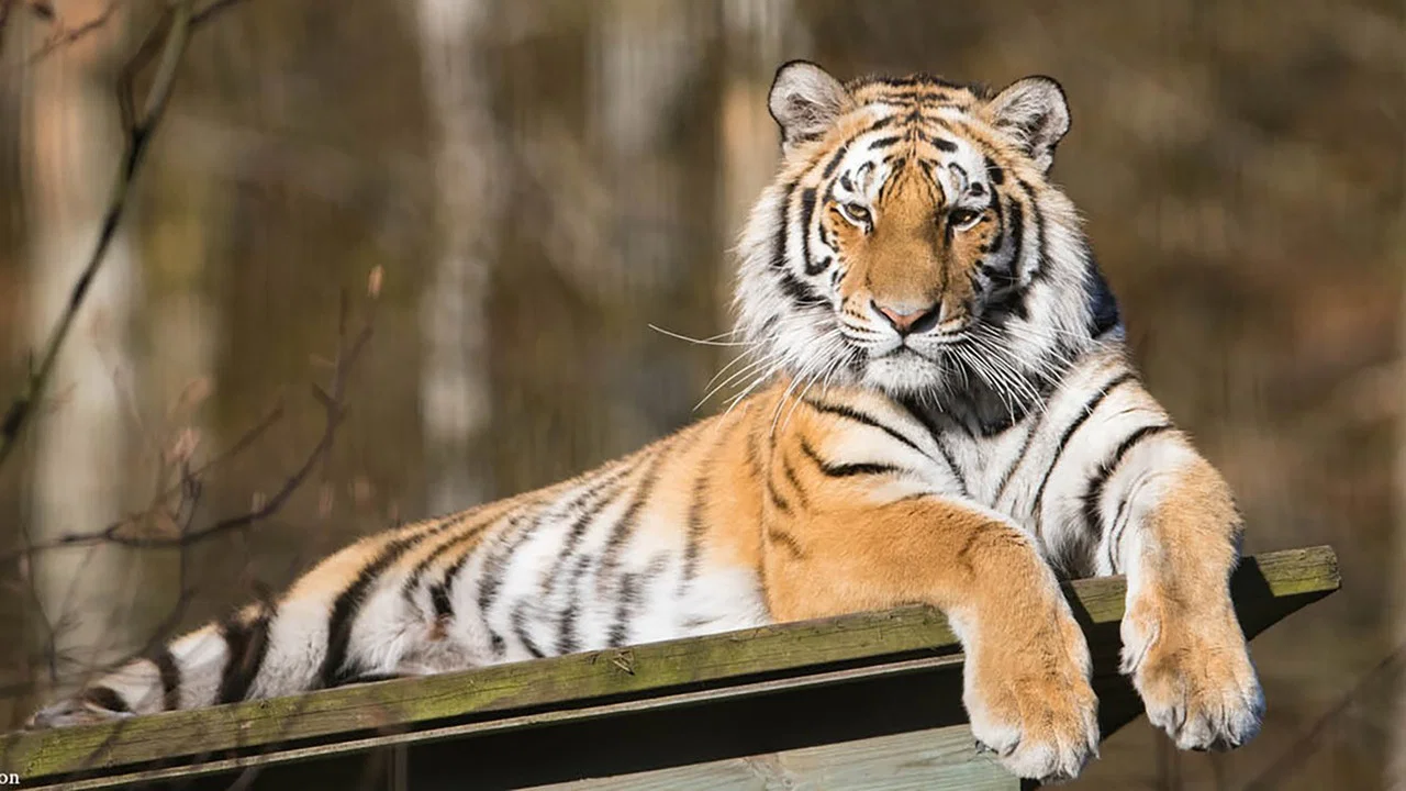 Tigre de Sib&eacute;rie, seigneur sans fronti&egrave;res - 剧照