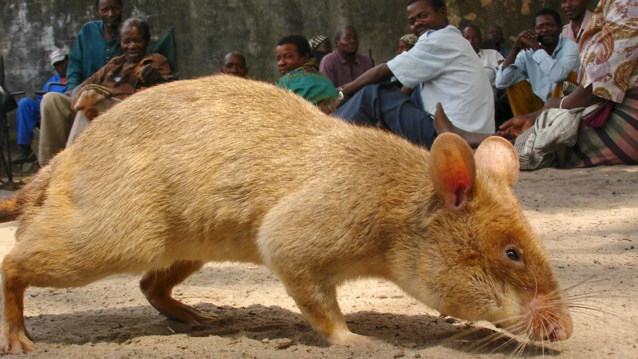 Detecting Danger: Africa's Giant Rats - 剧照