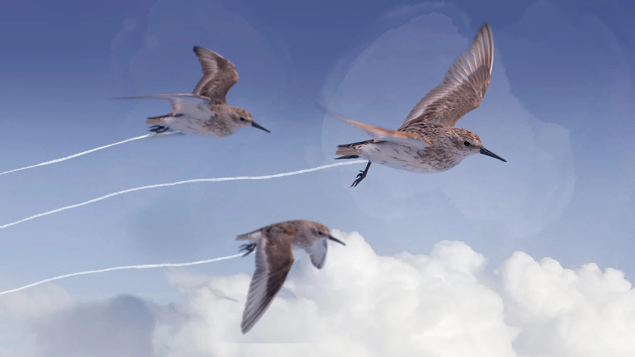 Flyways: The Untold Journey of Migratory Shorebirds - 剧照