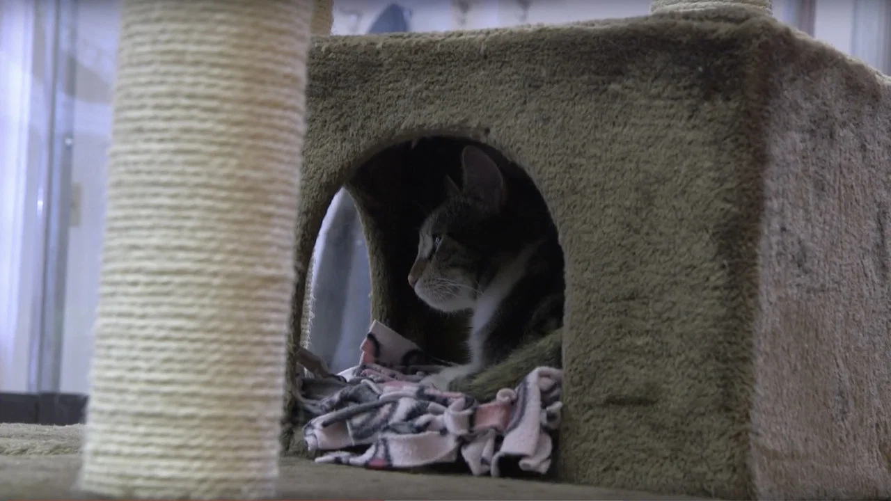 A Day at the Cat Cafe - 剧照