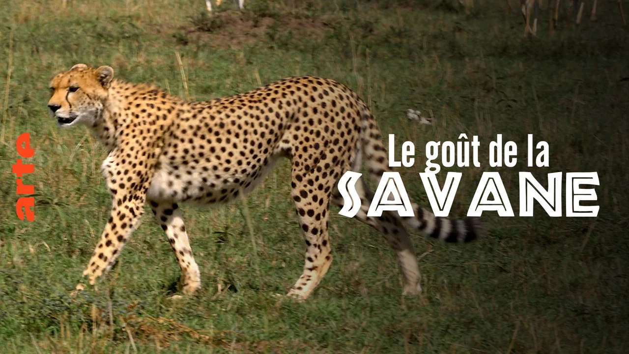 Le Go&ucirc;t de la savane : Herbivores et carnivores, festins crois&eacute;s - 剧照
