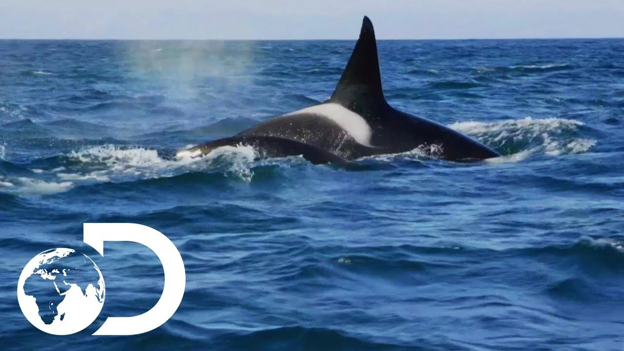 Killer Whales: the Mega Hunt - 剧照
