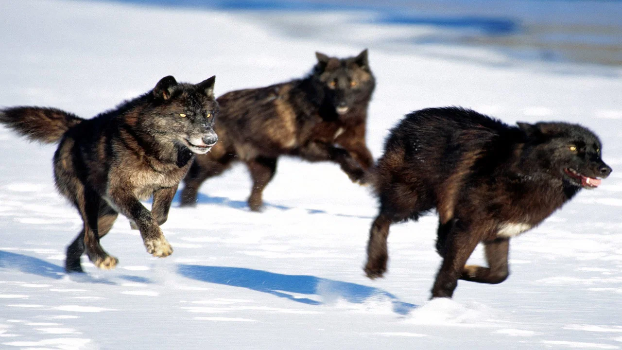 Living with Wolves - 剧照