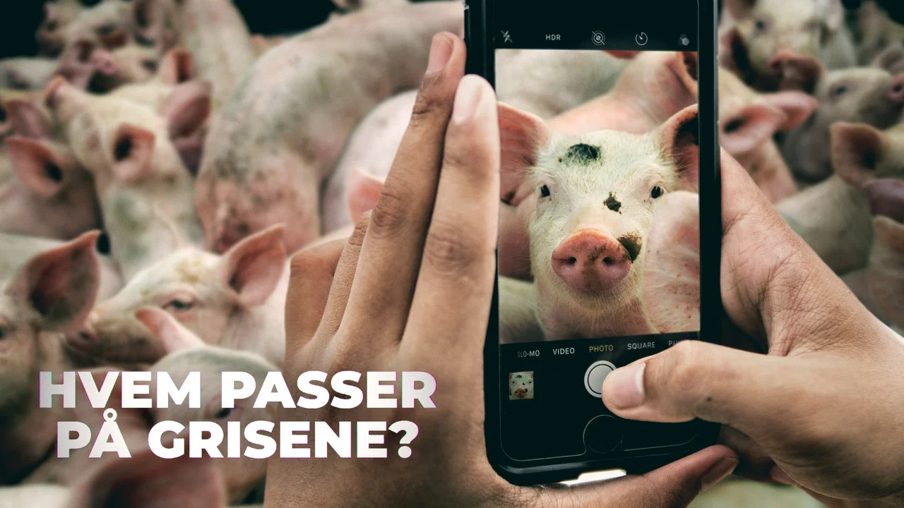 Hvem passer p&aring; grisene? - 剧照
