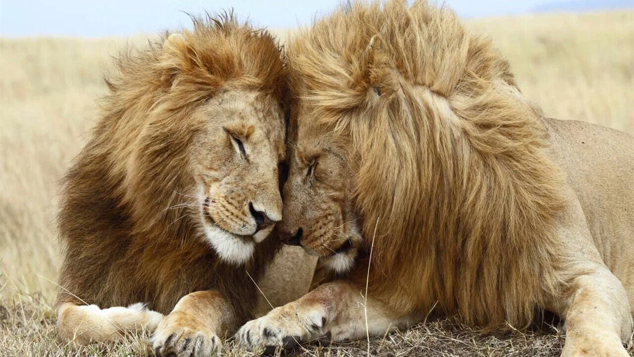 Second Nature: Gender and Sexuality in the Animal World - 剧照