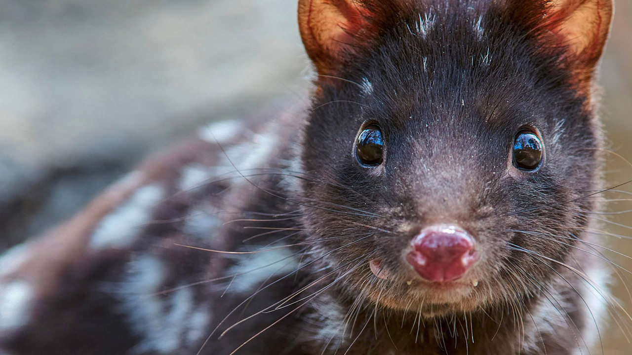 Quoll Farm - 剧照