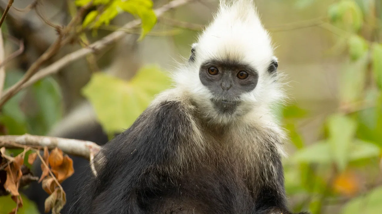 China's Secret Monkey Kingdom - 剧照