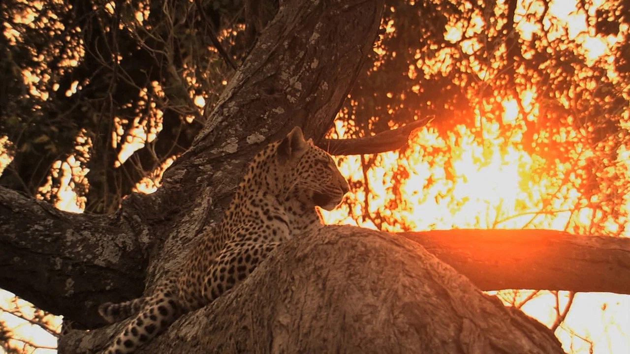 Big Cat Odyssey - 剧照