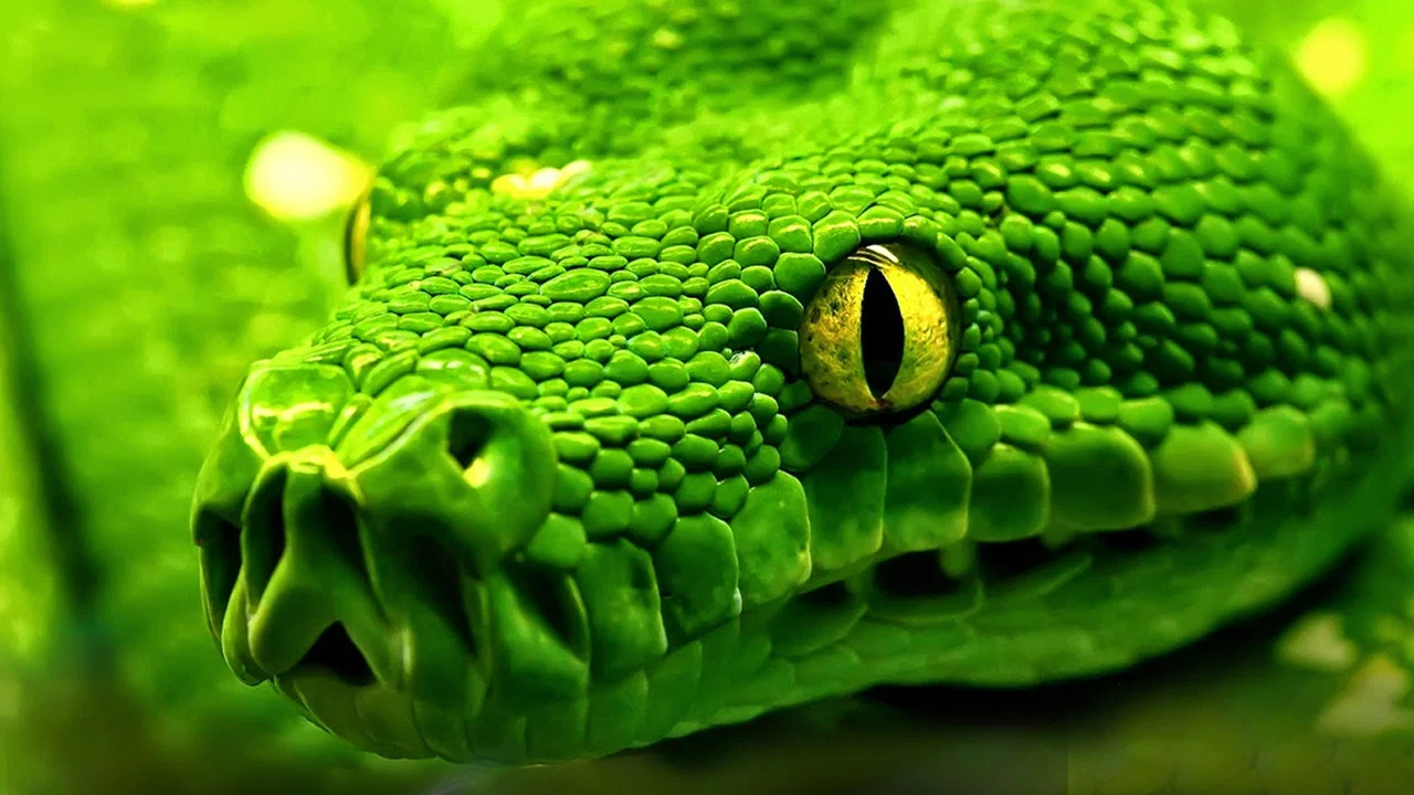 Snakes - Vorsicht: Schlangen - 剧照