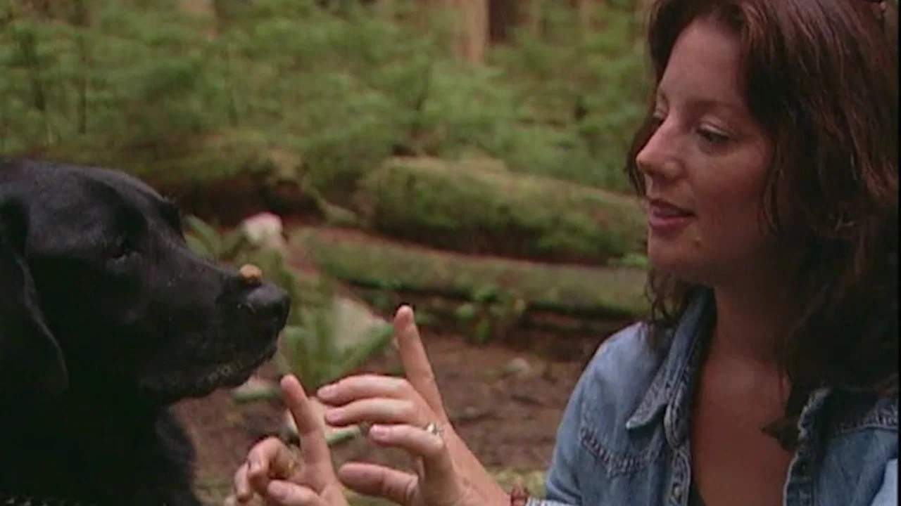 Sarah McLachlan: A Life of Music - 剧照