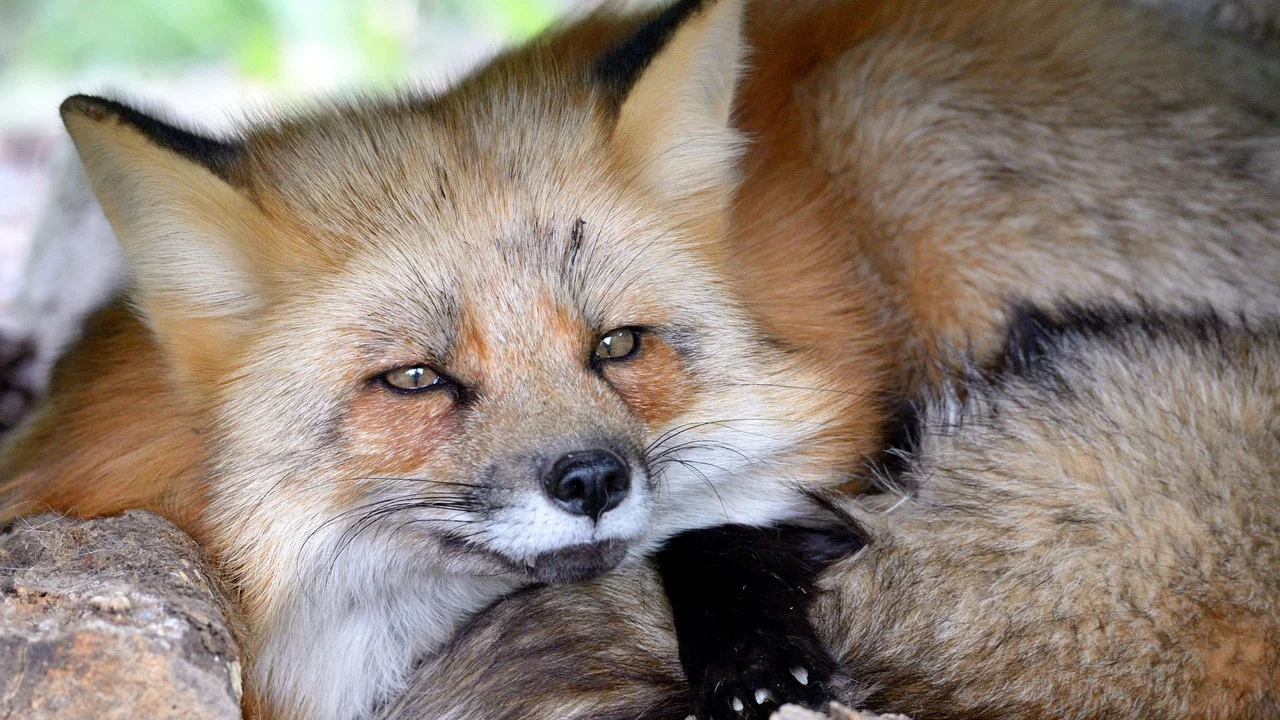 A Wild Fox Life - 剧照
