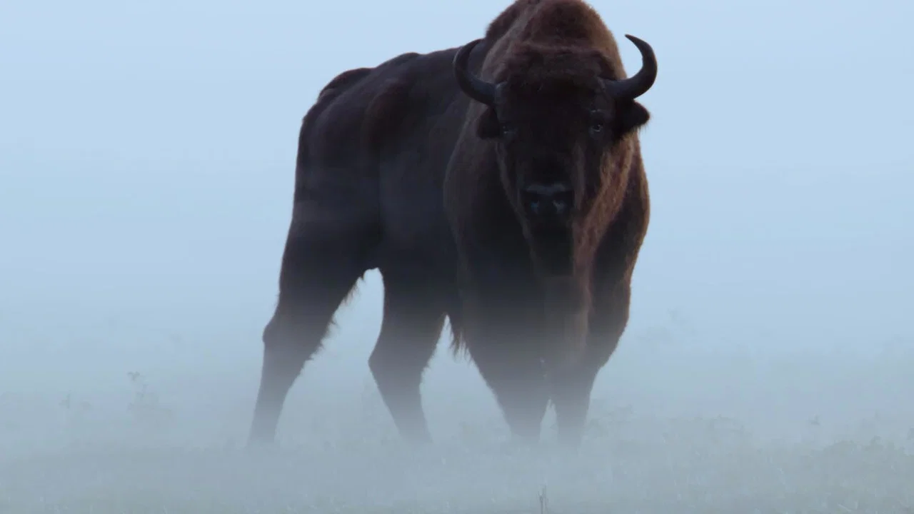 Le Bison d'Europe, colosse de la for&ecirc;t - 剧照
