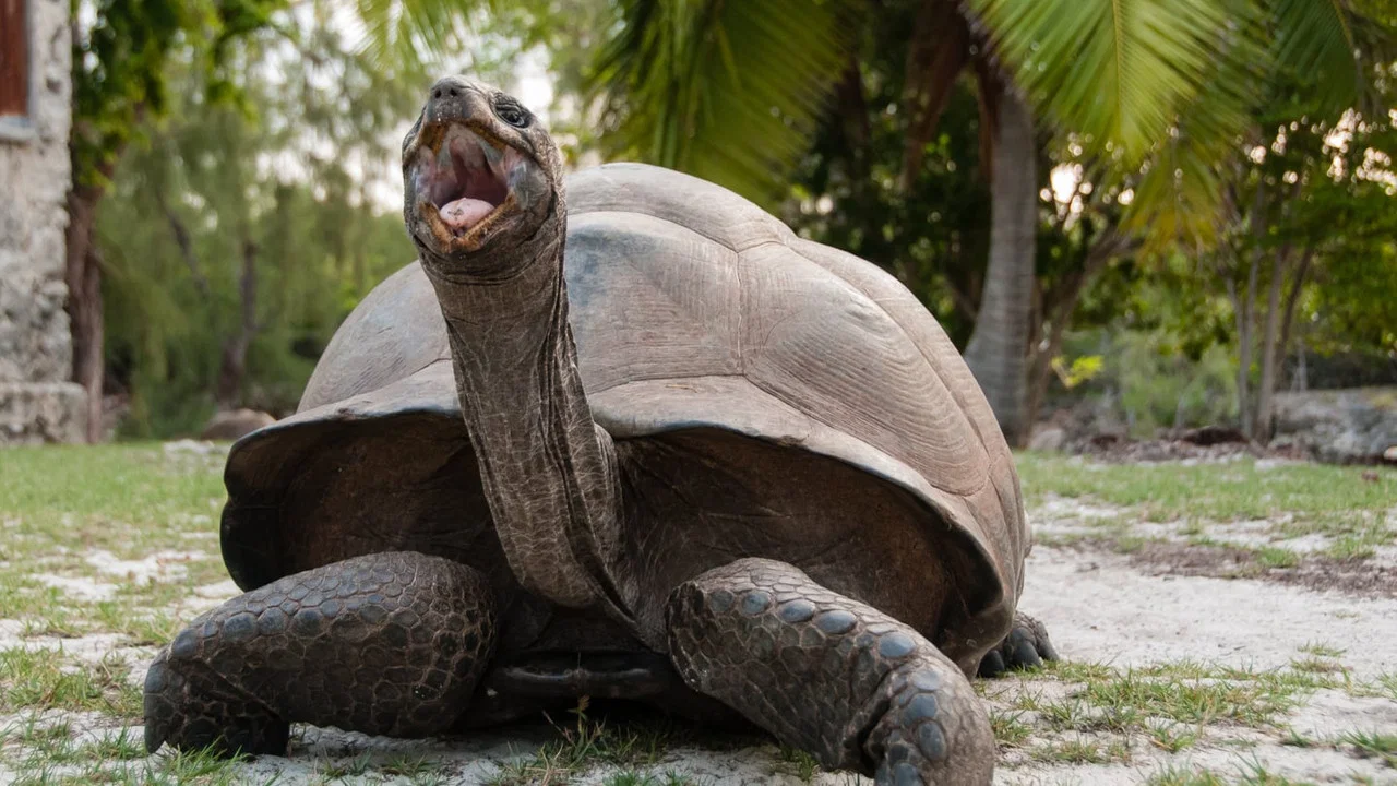 Aldabra: Byl jednou jeden ostrov - 剧照