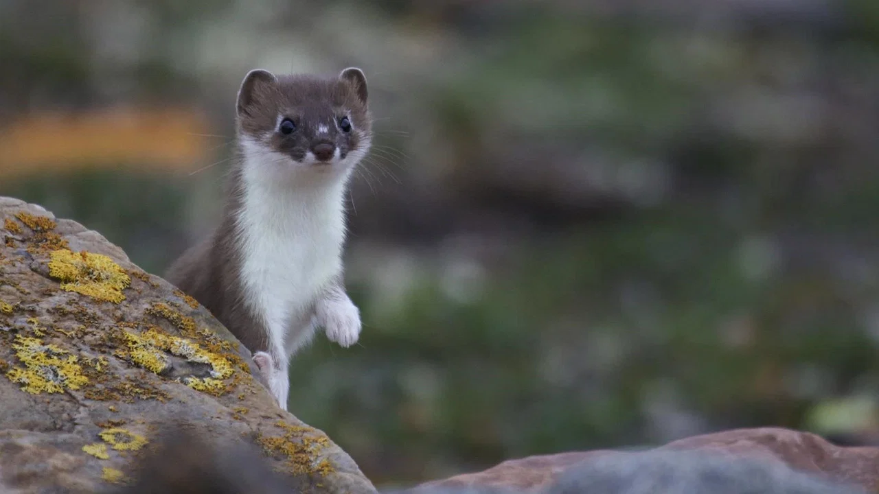 Weasels: Feisty and Fearless - 剧照