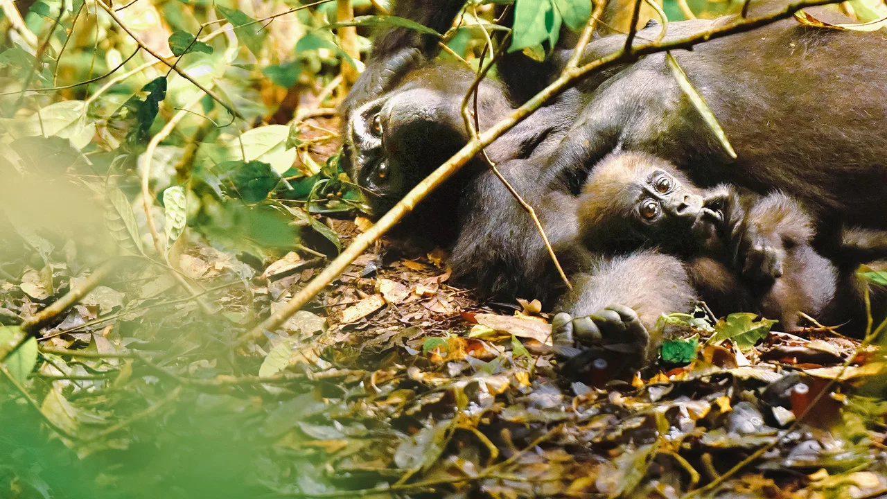 Gorillas Close Up - 剧照