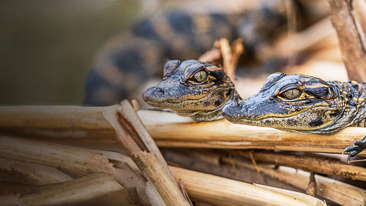 Prowlers of the Everglades - 剧照