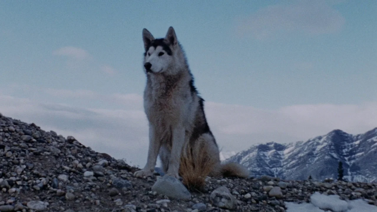 Nikki, Wild Dog of the North - 剧照