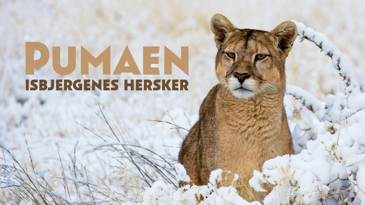 Pumas: Legends of the Ice Mountains - 剧照