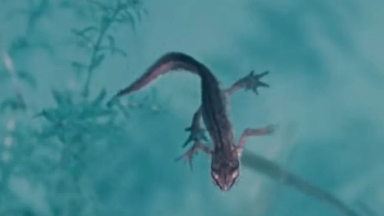 Life and Death in A Pond - 剧照