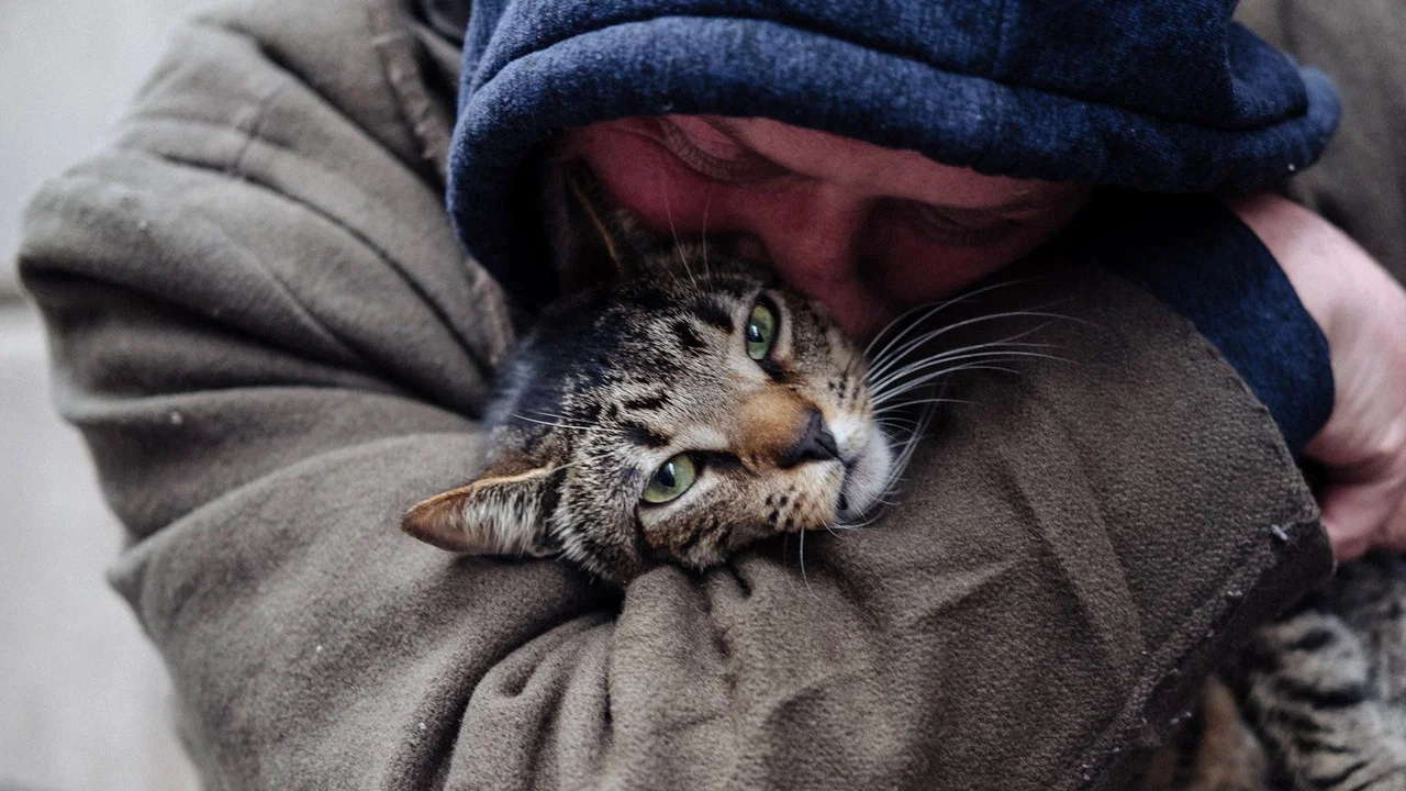 猫爸爸们 - 剧照