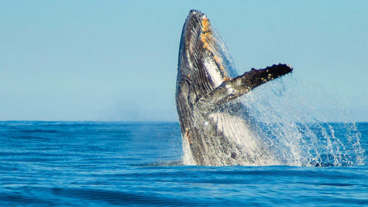 鲨与鲸 - 剧照