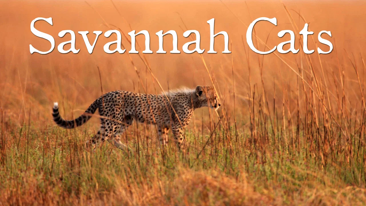 Savannah Cats - 剧照