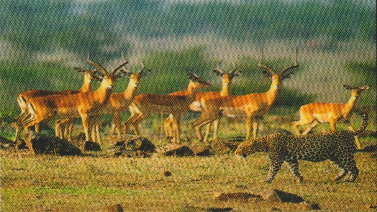 Natural Killers Predators Close Up: Kalahari Supercat - 剧照