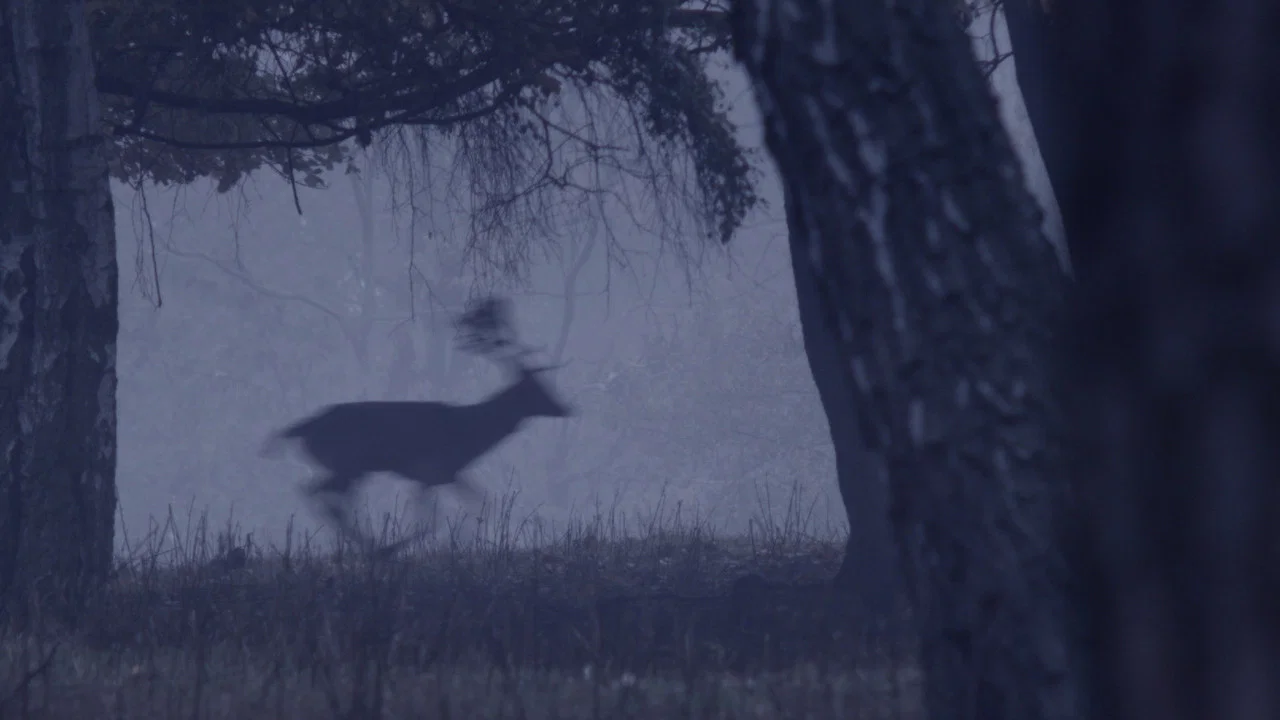 Deer Boy - 剧照