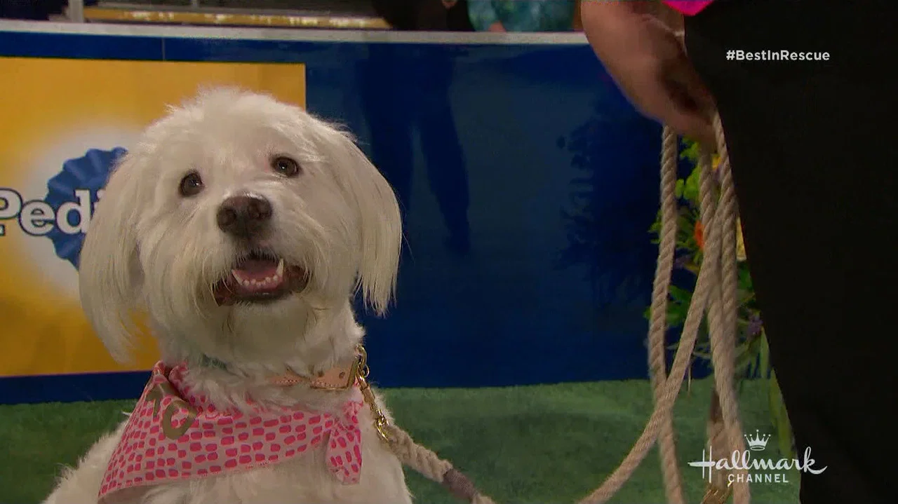 The 2018 American Rescue Dog Show - 剧照