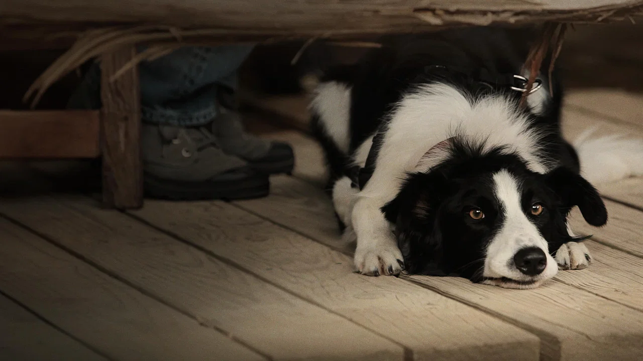 Angel Dog - 剧照