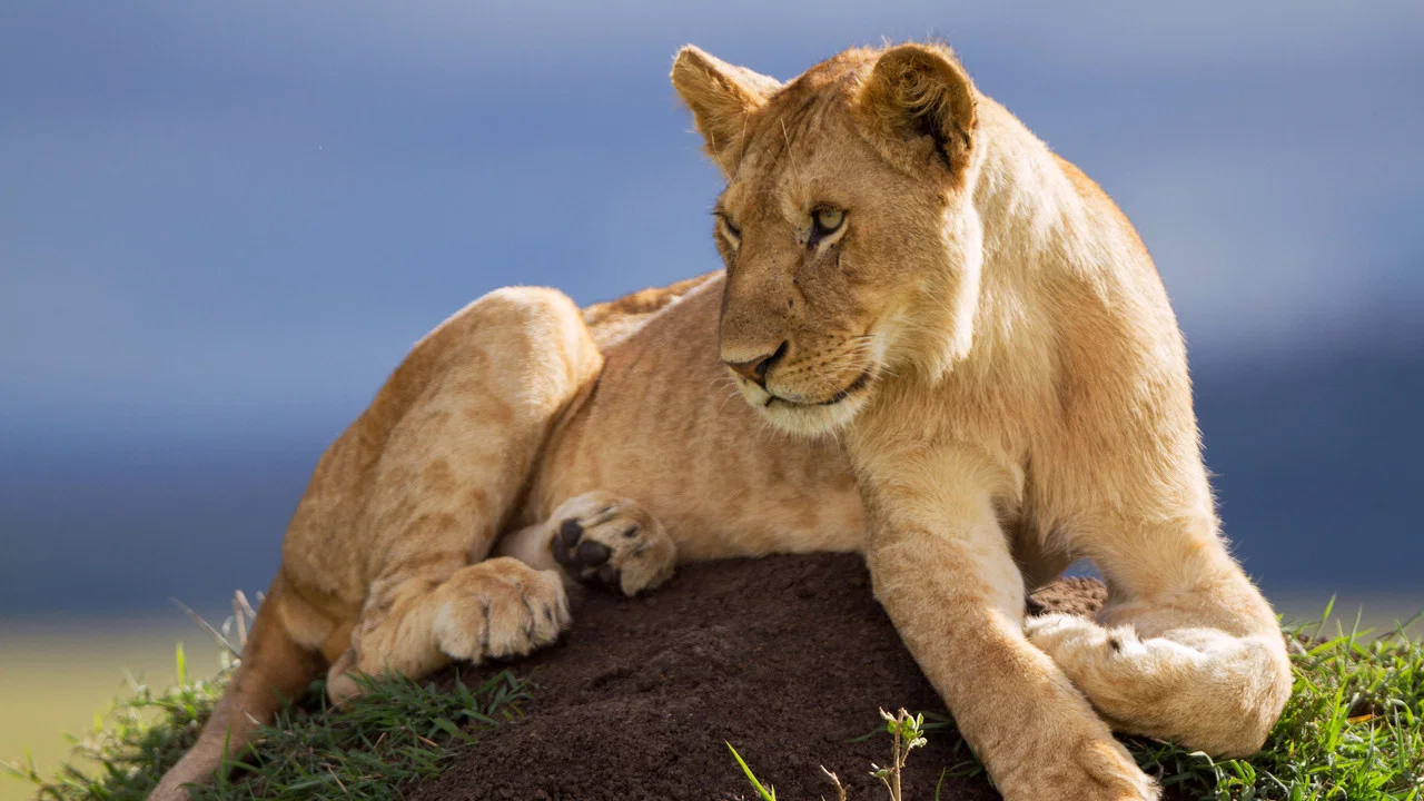 Lion: The Rise and Fall of the Marsh Pride - 剧照