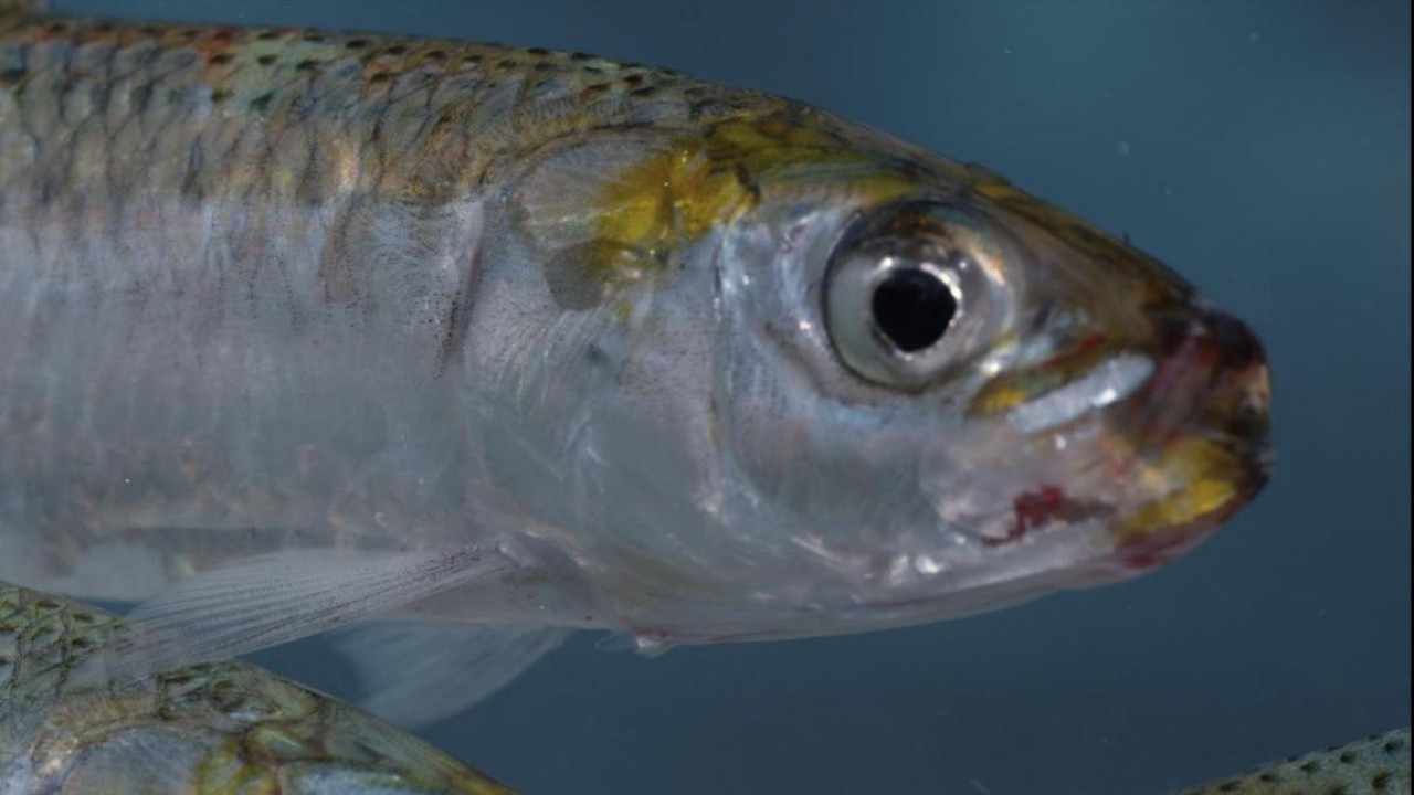 Sardine Run, le plus grand festin de l'oc&eacute;an - 剧照
