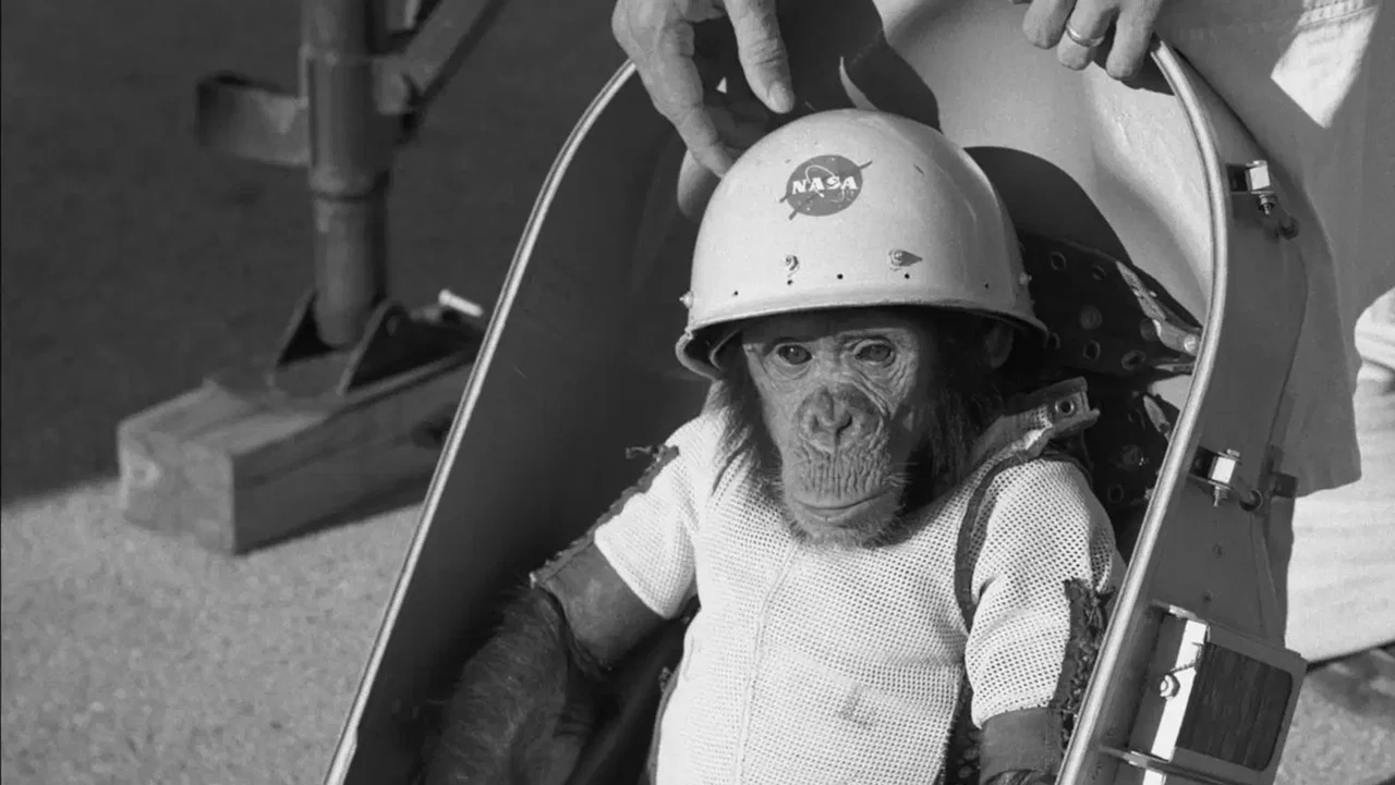 One Small Step: The Story of the Space Chimps - 剧照