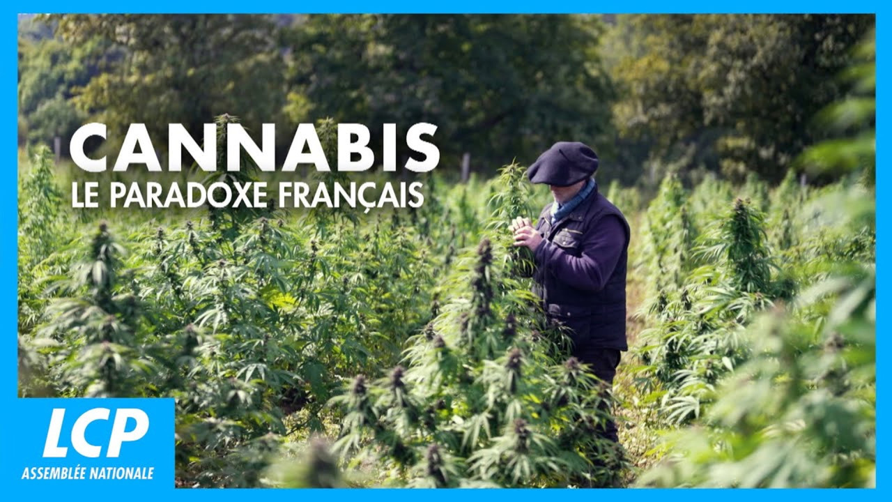 Cannabis, un paradoxe fran&ccedil;ais - 剧照