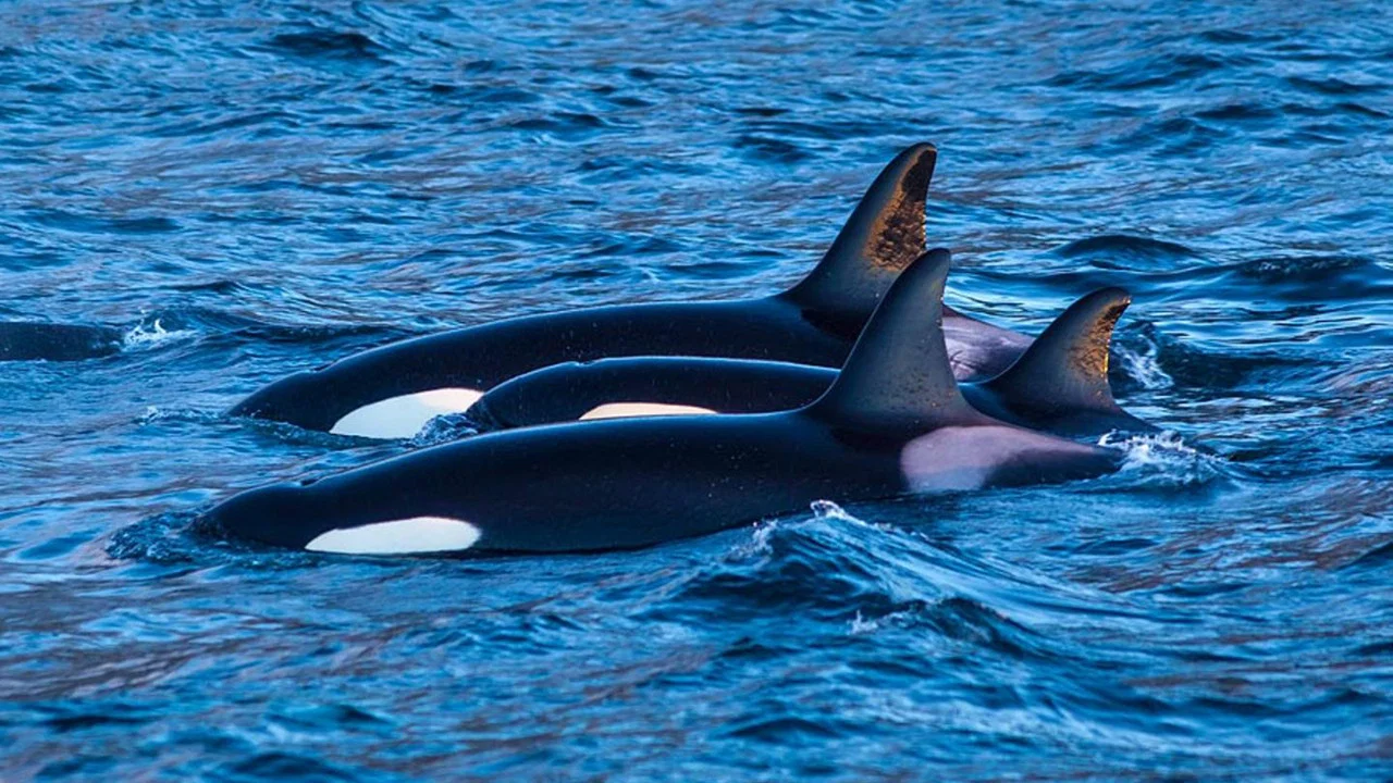 Killer Whales: the Mega Hunt - 剧照