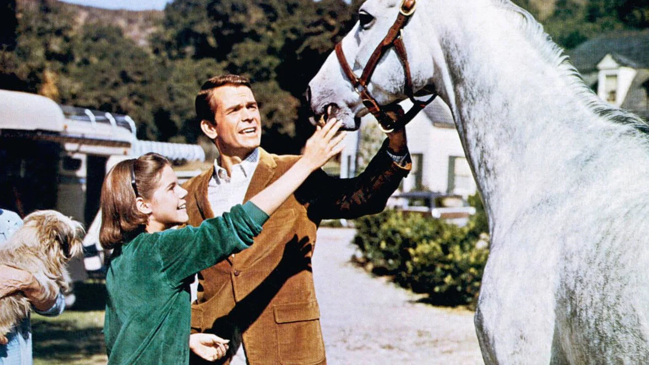 The Horse in the Gray Flannel Suit - 剧照