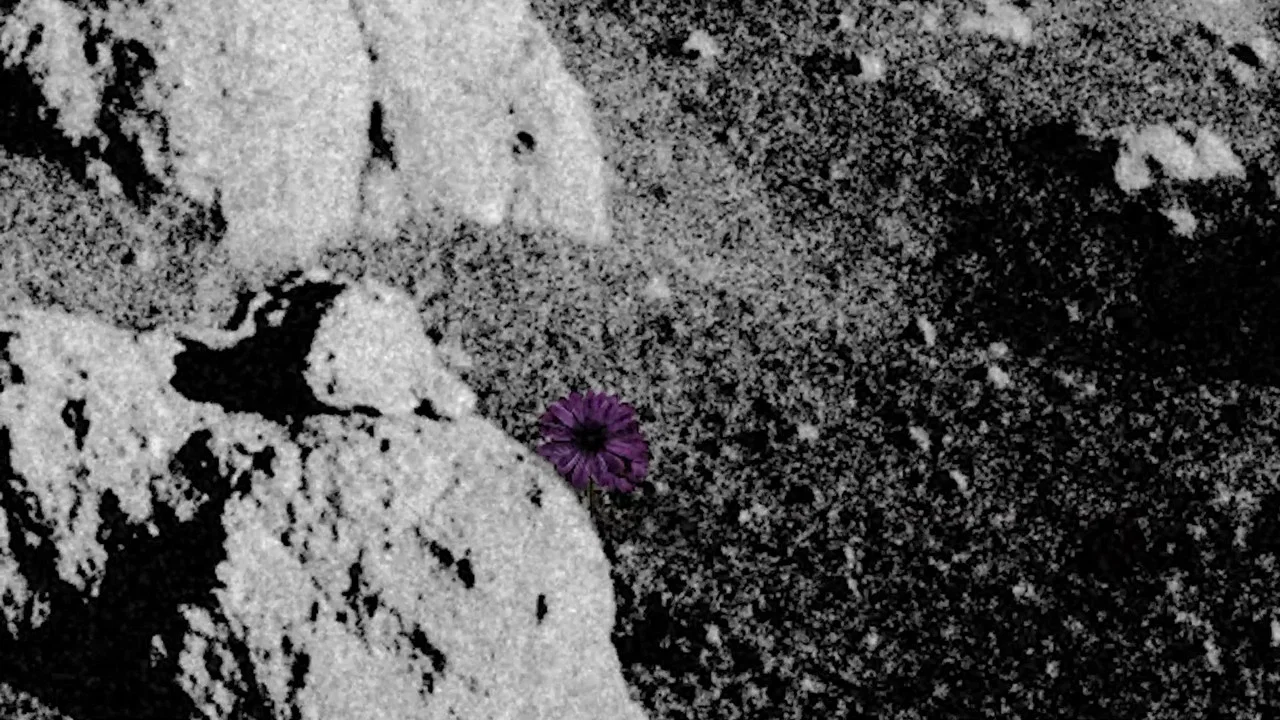 Do Flowers Grow on the Moon? - 剧照