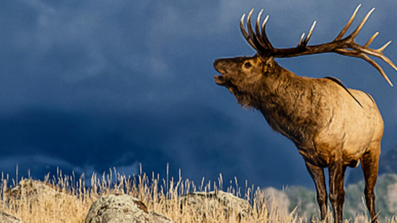 The Olympic Elk - 剧照