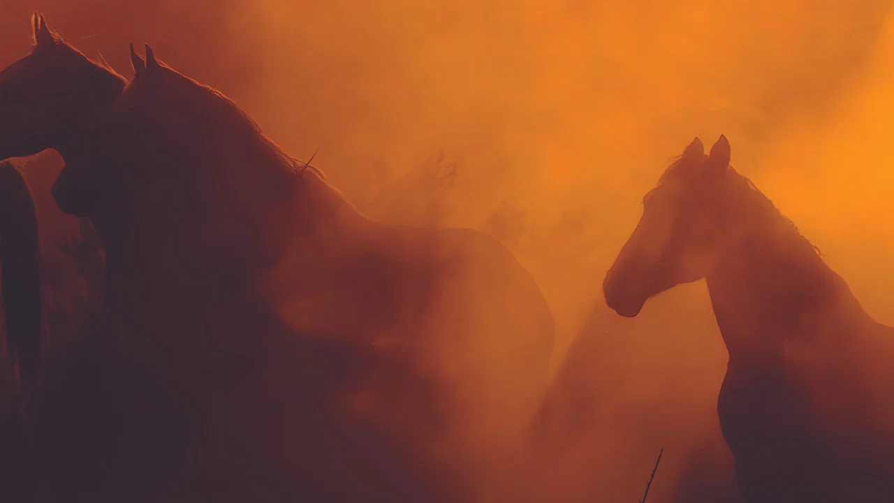 Wild Beauty: Mustang Spirit of the West - 剧照